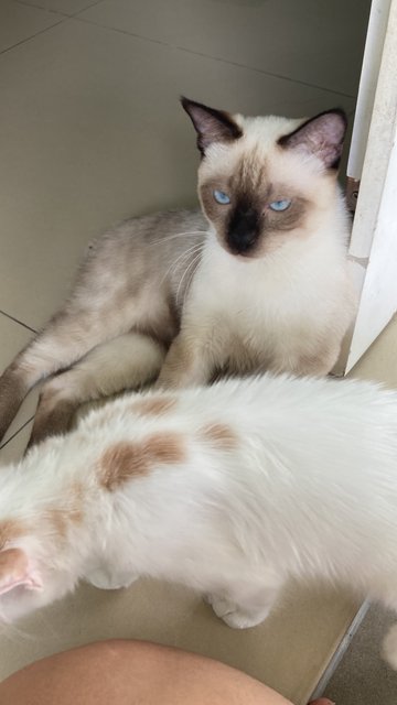 Mok - Siamese Cat