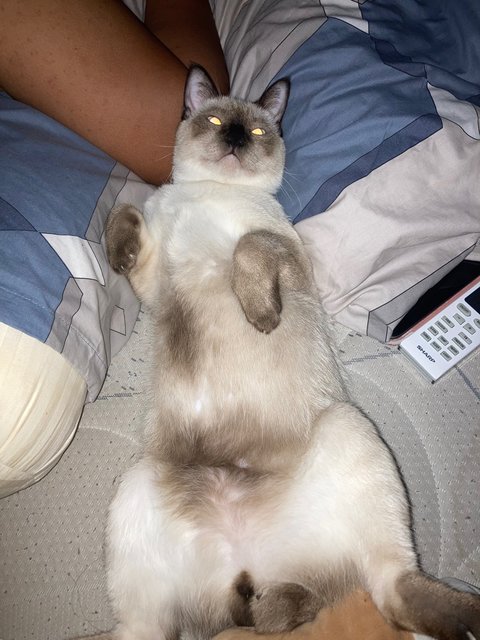 Mok - Siamese Cat