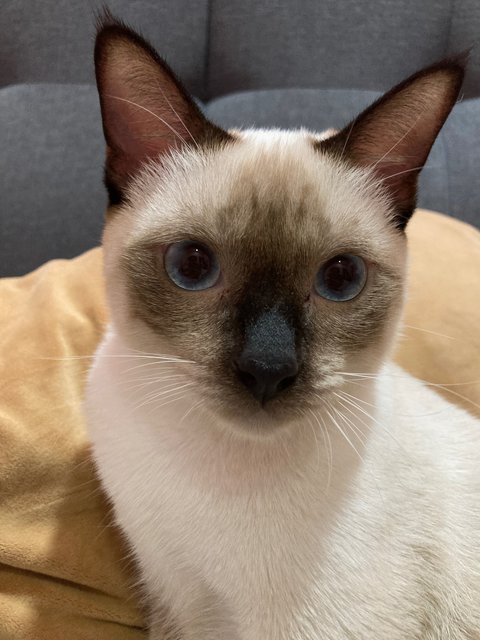 Mok - Siamese Cat