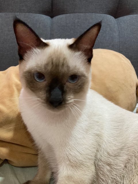 Mok - Siamese Cat