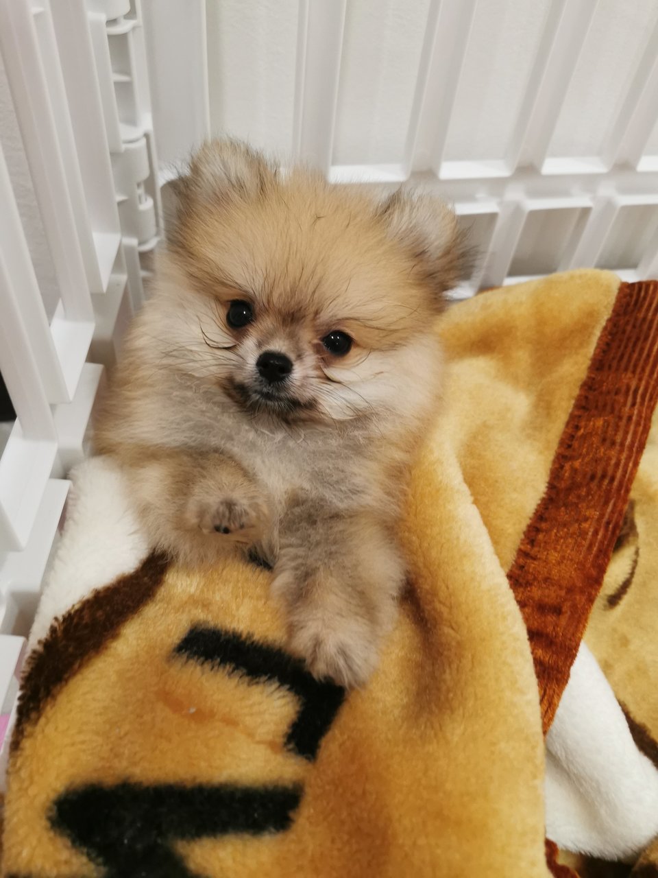 Coco Eng - Pomeranian Dog