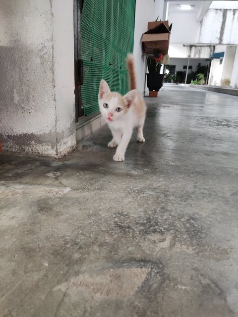 Qq - Domestic Short Hair Cat