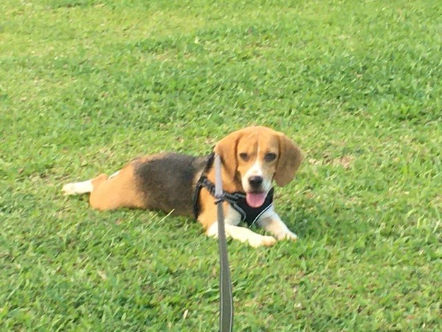 Happy (Purebred Beagle) - Beagle Dog