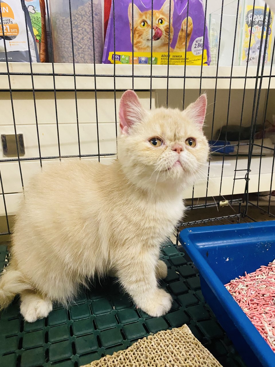 Cream  - Exotic Shorthair Cat