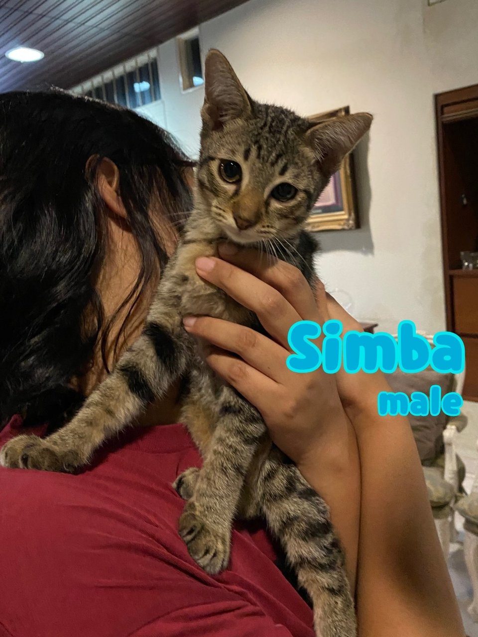 Simba 🦁 - Domestic Short Hair Cat