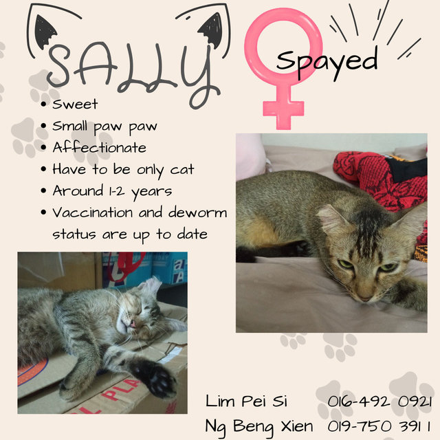 Sally - Domestic Short Hair Cat