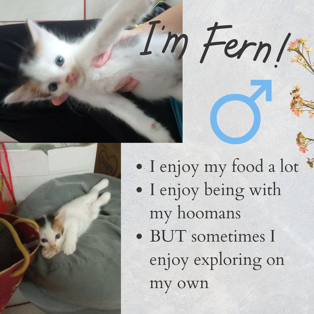 Fern - Domestic Short Hair Cat