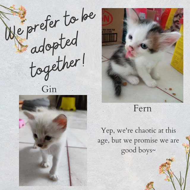 Fern - Domestic Short Hair Cat