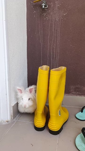 Snow White - Angora Rabbit + Lionhead Rabbit