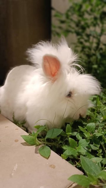 Snow White - Angora Rabbit + Lionhead Rabbit