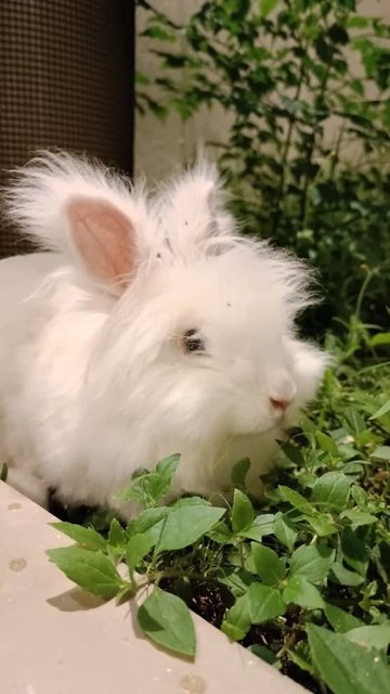 Snow White - Angora Rabbit + Lionhead Rabbit