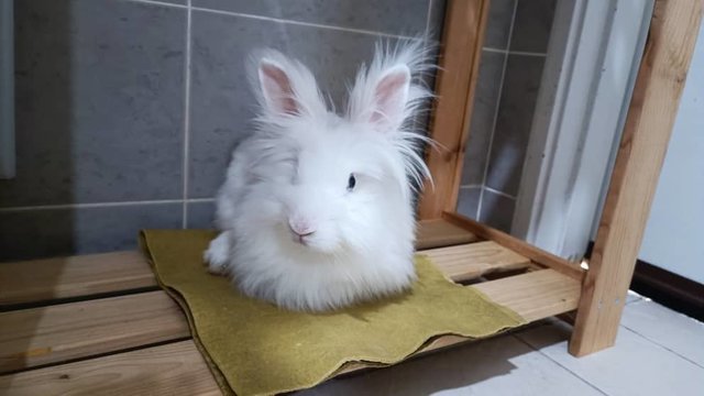 Snow White - Angora Rabbit + Lionhead Rabbit