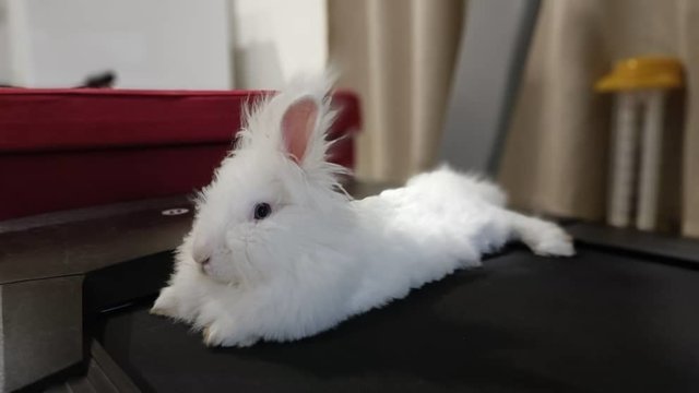 Snow White - Angora Rabbit + Lionhead Rabbit