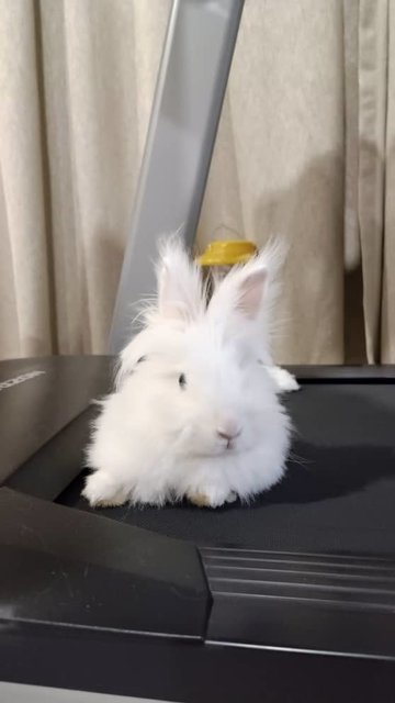 Snow White - Angora Rabbit + Lionhead Rabbit