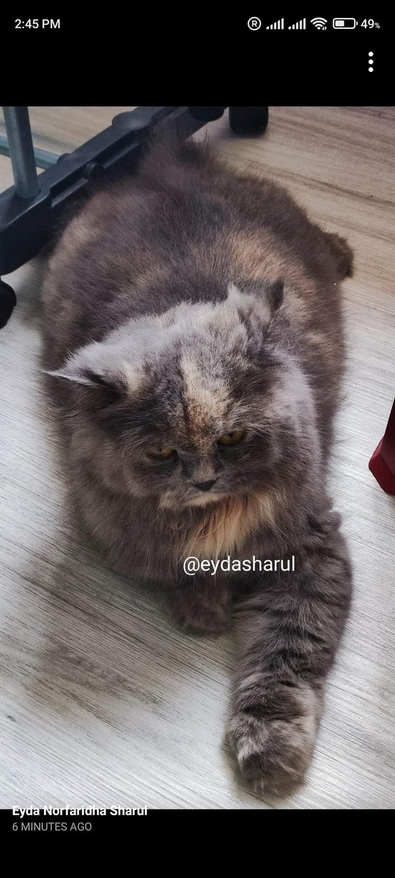 Fify - Persian Cat