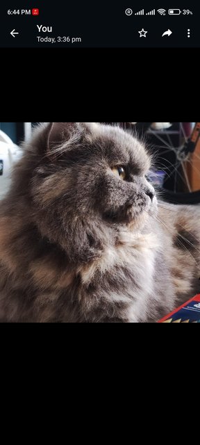 Fify - Persian Cat