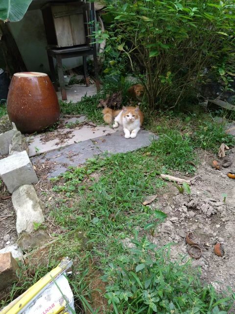 PF127381 - Norwegian Forest Cat Cat