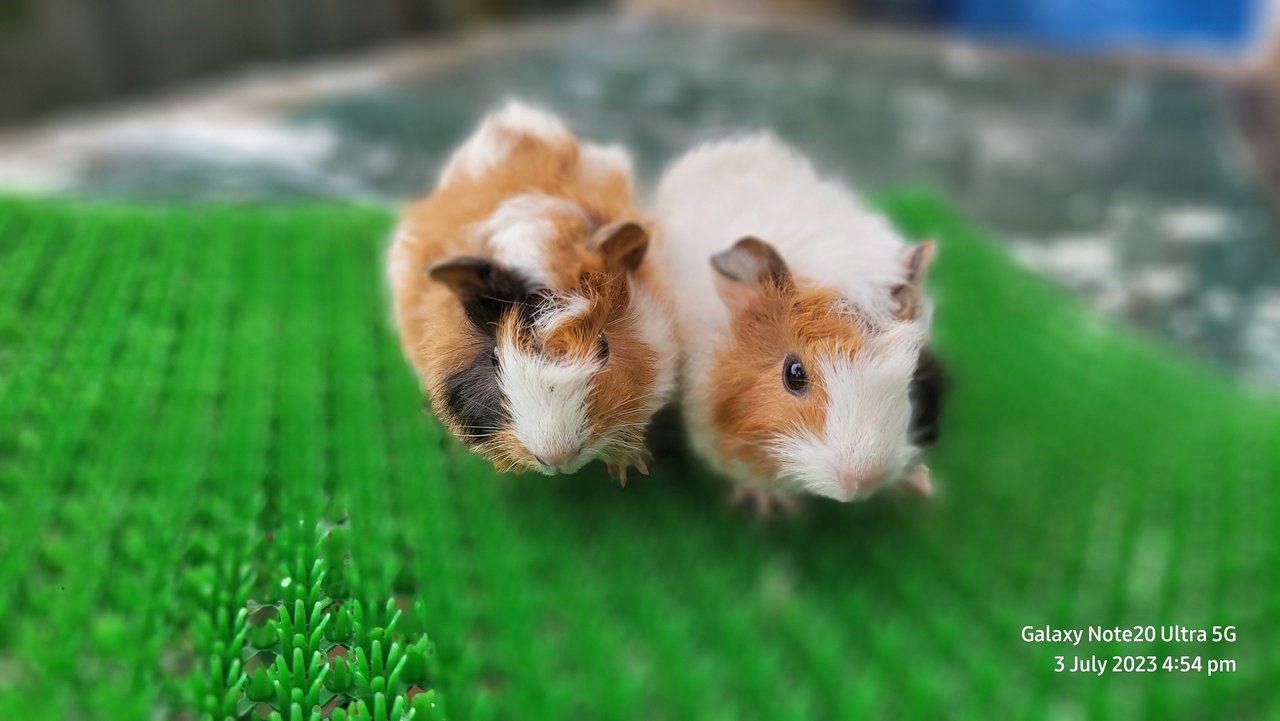 Shushi And Masha - Guinea Pig Small & Furry