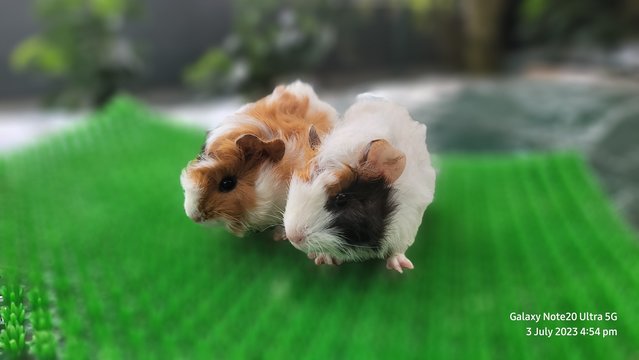 Shushi And Masha - Guinea Pig Small & Furry