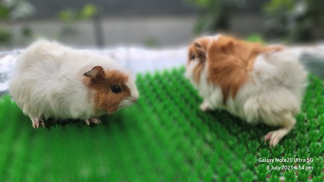 Shushi And Masha - Guinea Pig Small & Furry