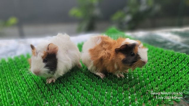 Shushi And Masha - Guinea Pig Small & Furry