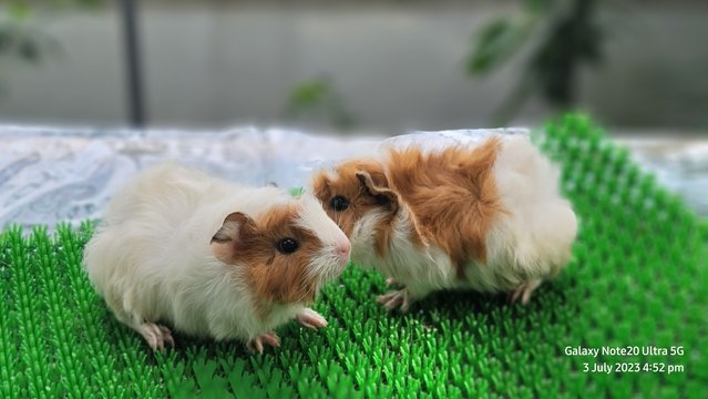 Shushi And Masha - Guinea Pig Small & Furry