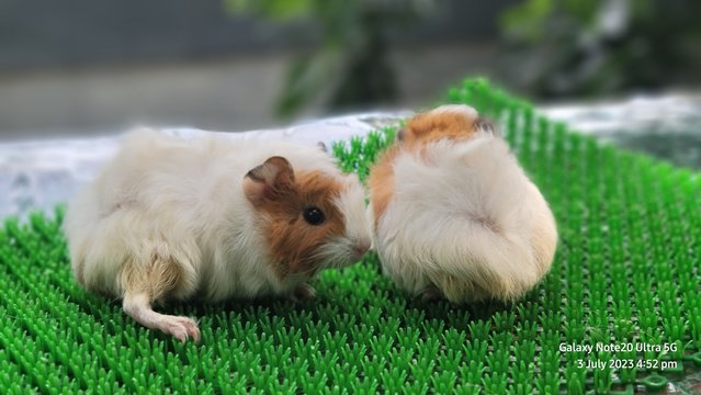 Shushi And Masha - Guinea Pig Small & Furry