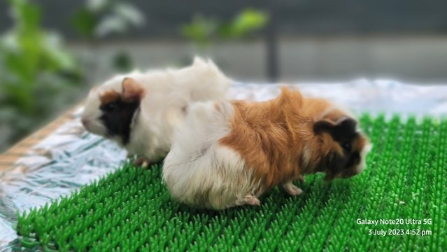 Shushi And Masha - Guinea Pig Small & Furry