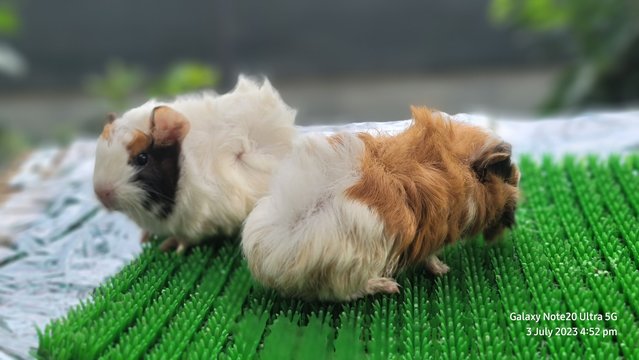 Shushi And Masha - Guinea Pig Small & Furry