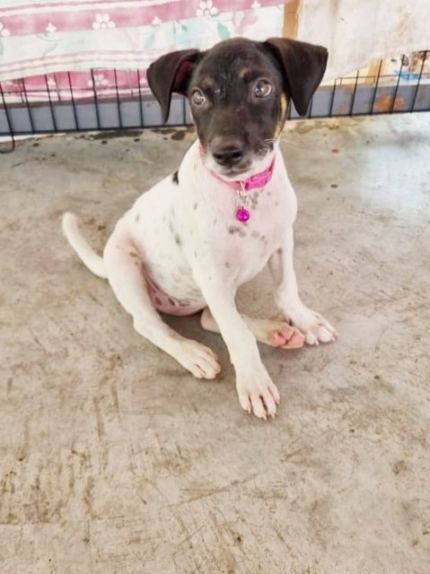 Nutella - Fox Terrier Mix Dog