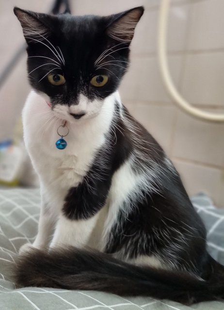 Zorro - Tuxedo Cat