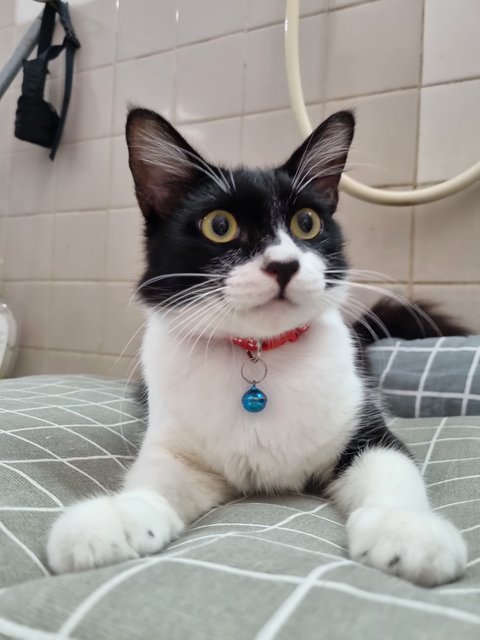 Zorro - Tuxedo Cat