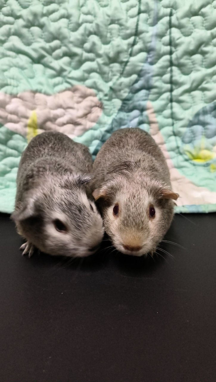 Silver Pairs - Guinea Pig Small & Furry