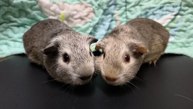 Silver Pairs - Guinea Pig Small & Furry