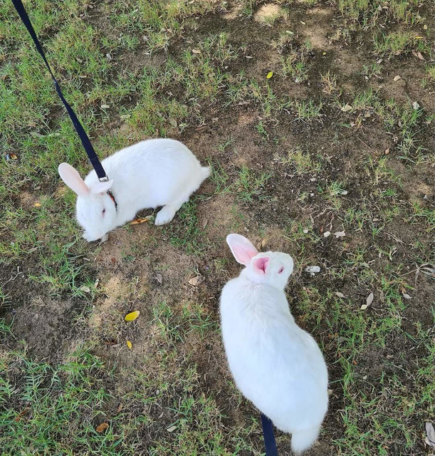 Snowy N Ruby - New Zealand Rabbit