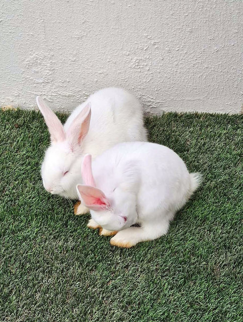 Snowy N Ruby - New Zealand Rabbit