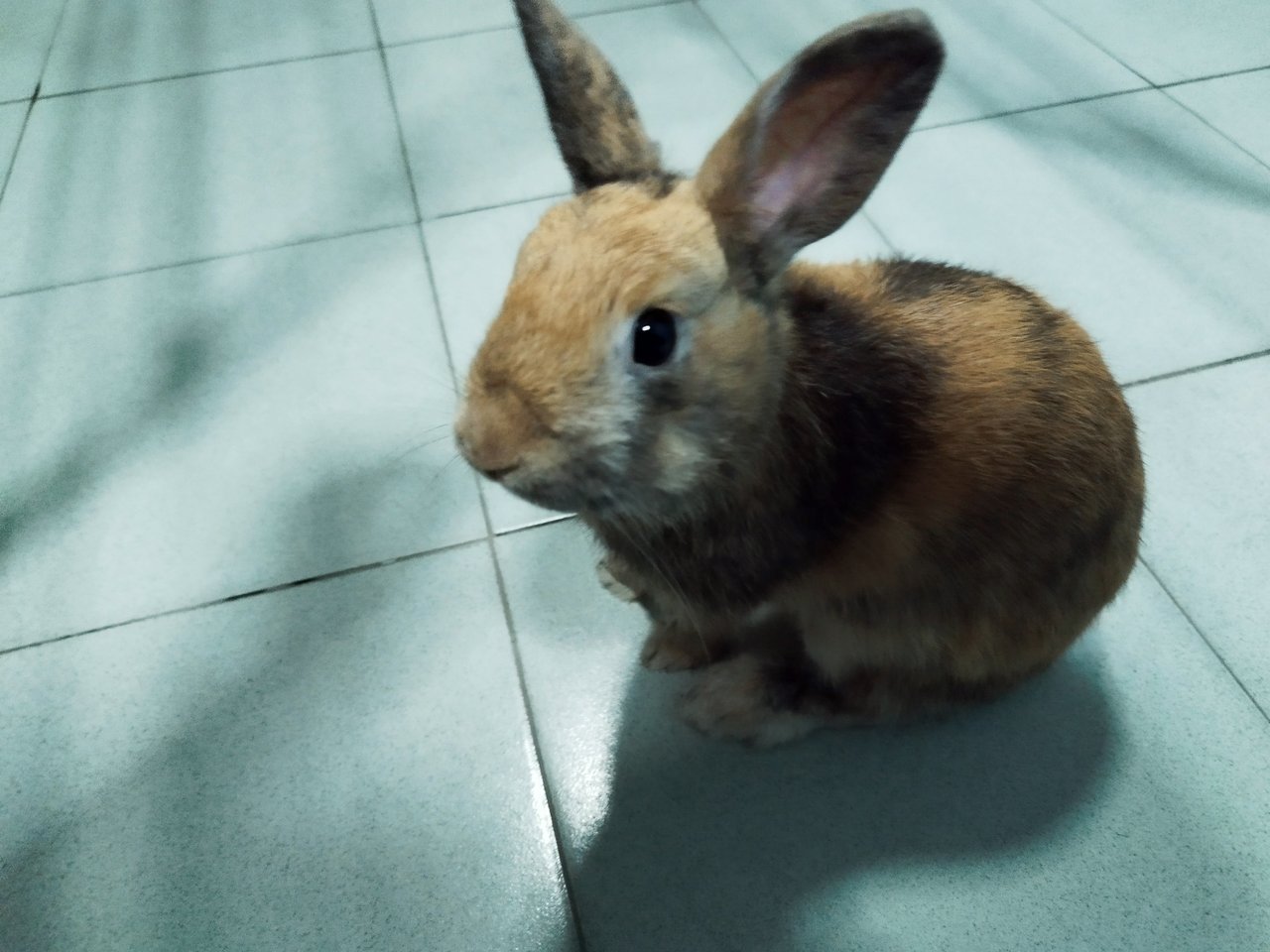 Rio  - Harlequin Rabbit