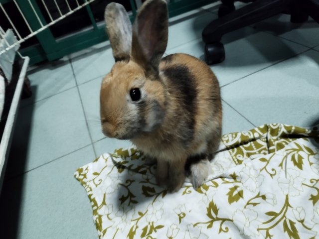 Rio  - Harlequin Rabbit