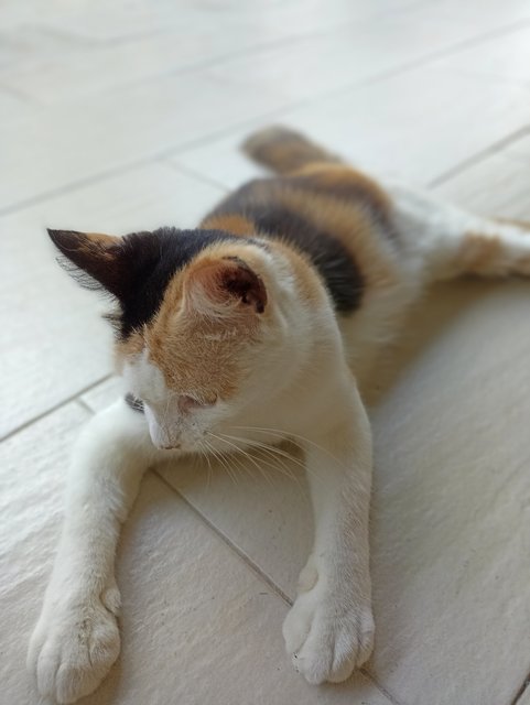 Nina - Domestic Medium Hair + Calico Cat