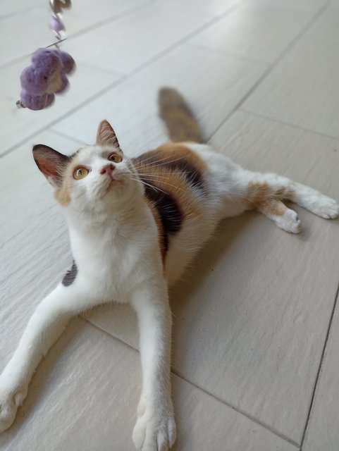 Nina - Domestic Medium Hair + Calico Cat