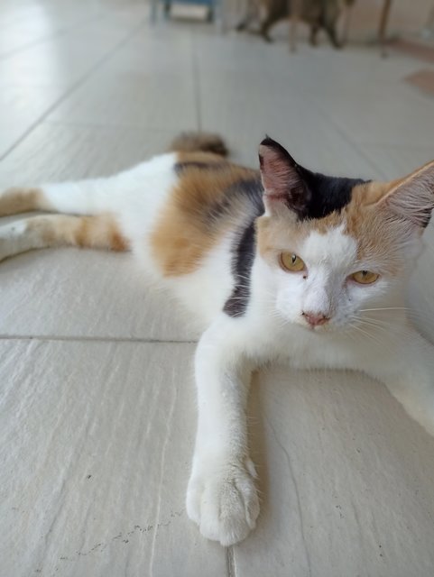 Nina - Domestic Medium Hair + Calico Cat