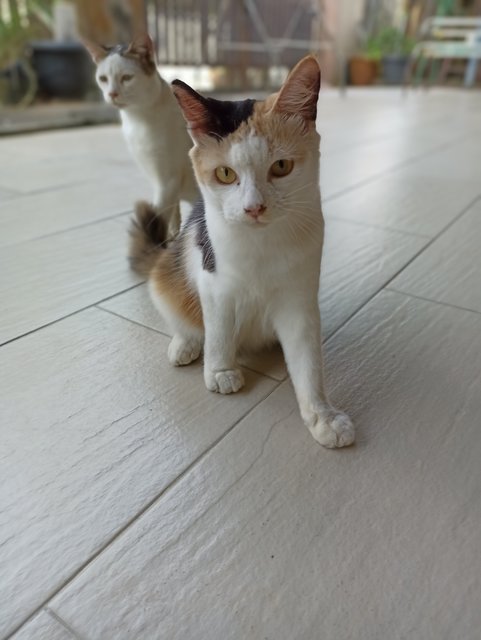 Nina - Domestic Medium Hair + Calico Cat