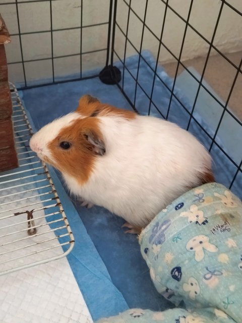 Piggy And Salmon - Guinea Pig Small & Furry