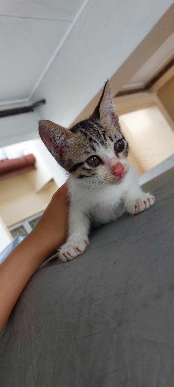 Didi, Panda, And Meimei - Domestic Short Hair Cat