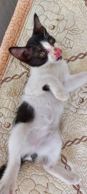 Didi, Panda, And Meimei - Domestic Short Hair Cat