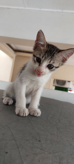 Didi, Panda, And Meimei - Domestic Short Hair Cat