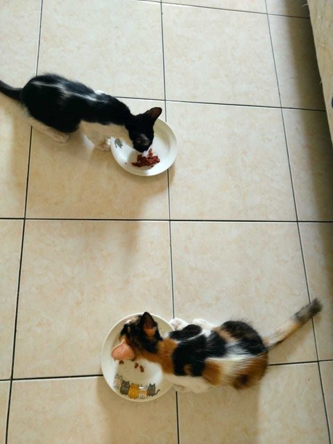 Sisters having dinner together.