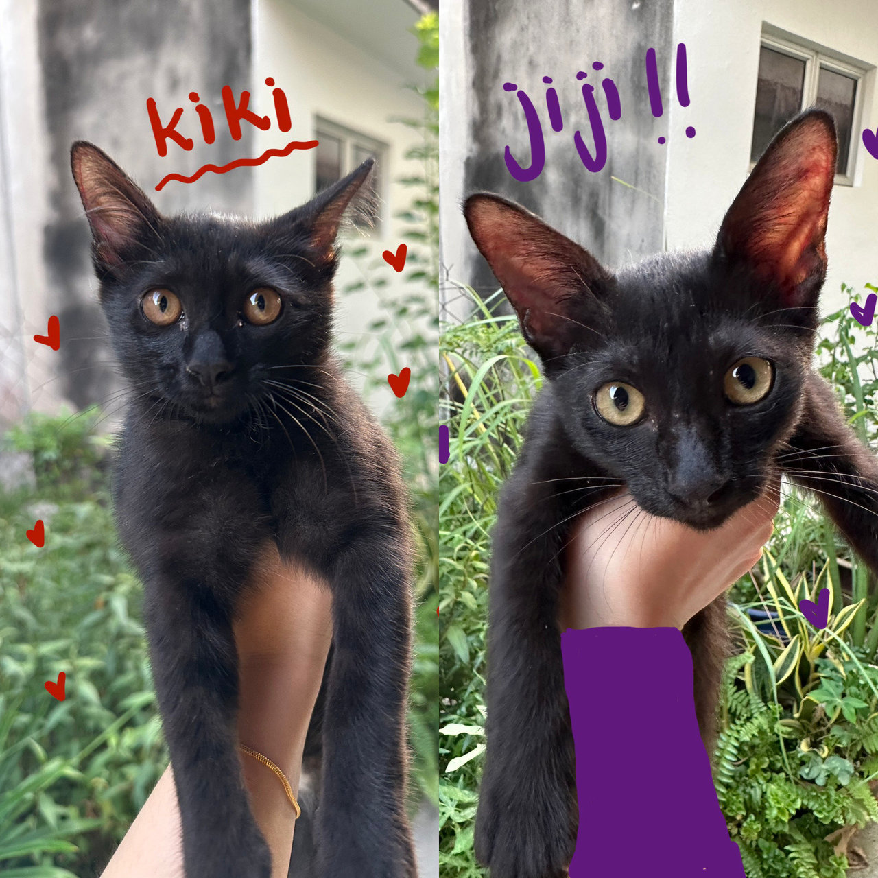 Kiki And Jiji - Domestic Short Hair Cat