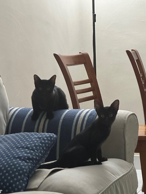 Kiki And Jiji - Domestic Short Hair Cat