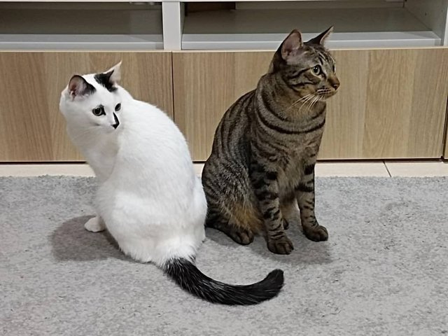 Lulu And Koki  - Domestic Medium Hair + Domestic Short Hair Cat